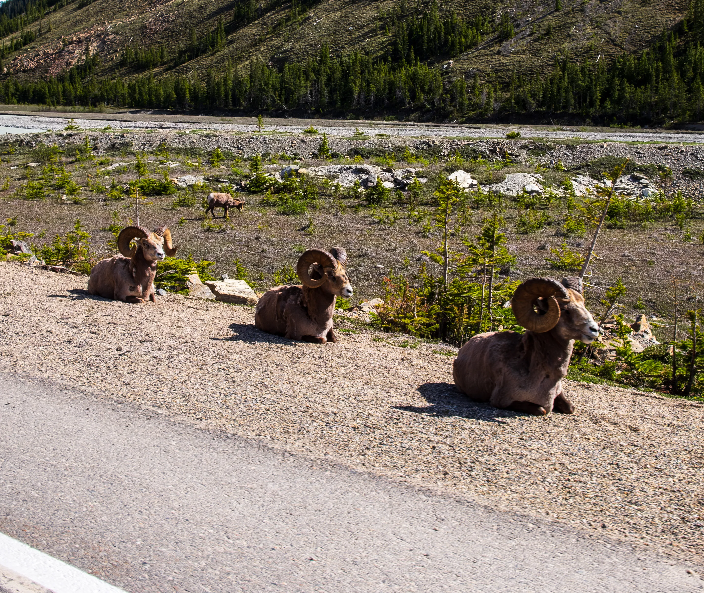 big horn sheep